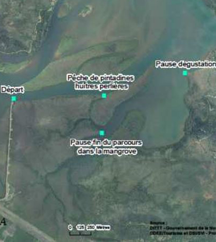 A la recherche des pintadines